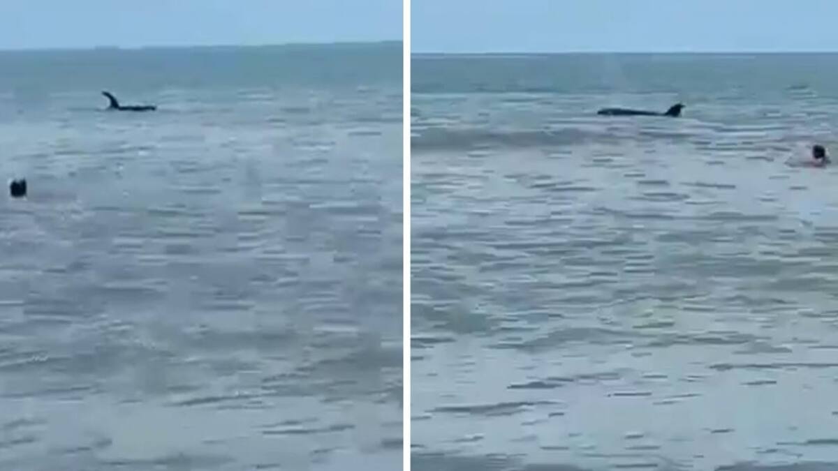 Después de los tiburones apareció una orca en Monte Hermoso y asustó a todos