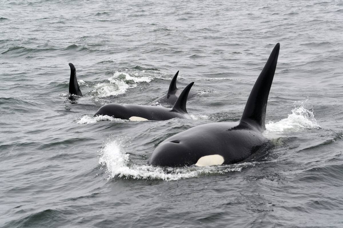 Orcas. Fuente: Unsplash