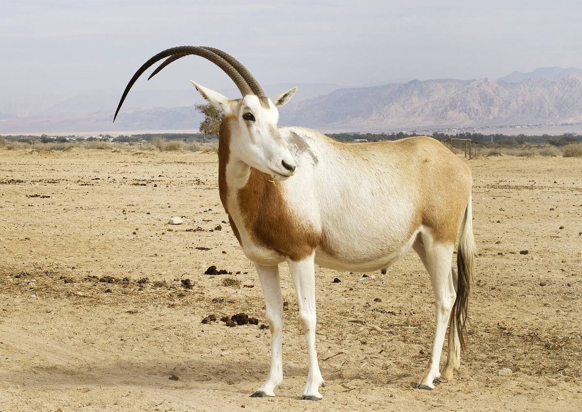 Órix de cimitarra, uno de los animales en extinción. Foto: Pixabay.