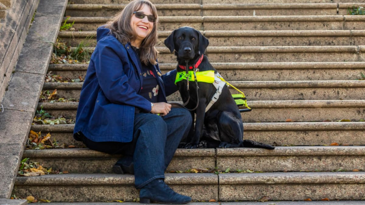 Orlando, el perro labrador que sobrevivió a una rara enfermedad y logró convertirse en perro guía.