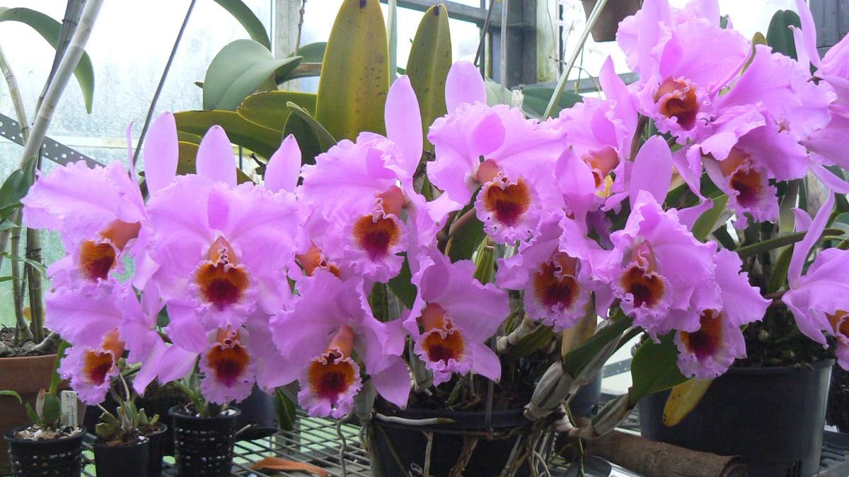 Guía completa y fácil de la orquídea Cattleya: cómo cuidarla en casa para mantener sus flores sanas y duraderas