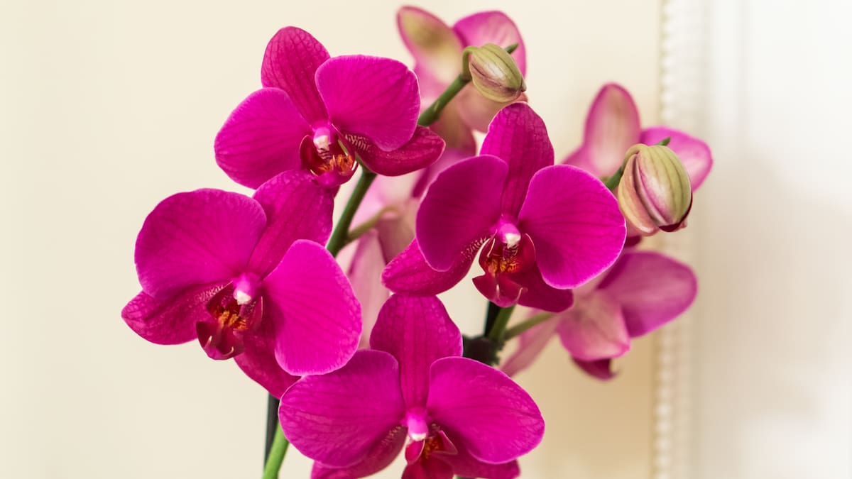 Habrá rosas, orquídeas y suculentas: falta muy poco para la Feria del Botánico, con entrada gratis y paseo de compras