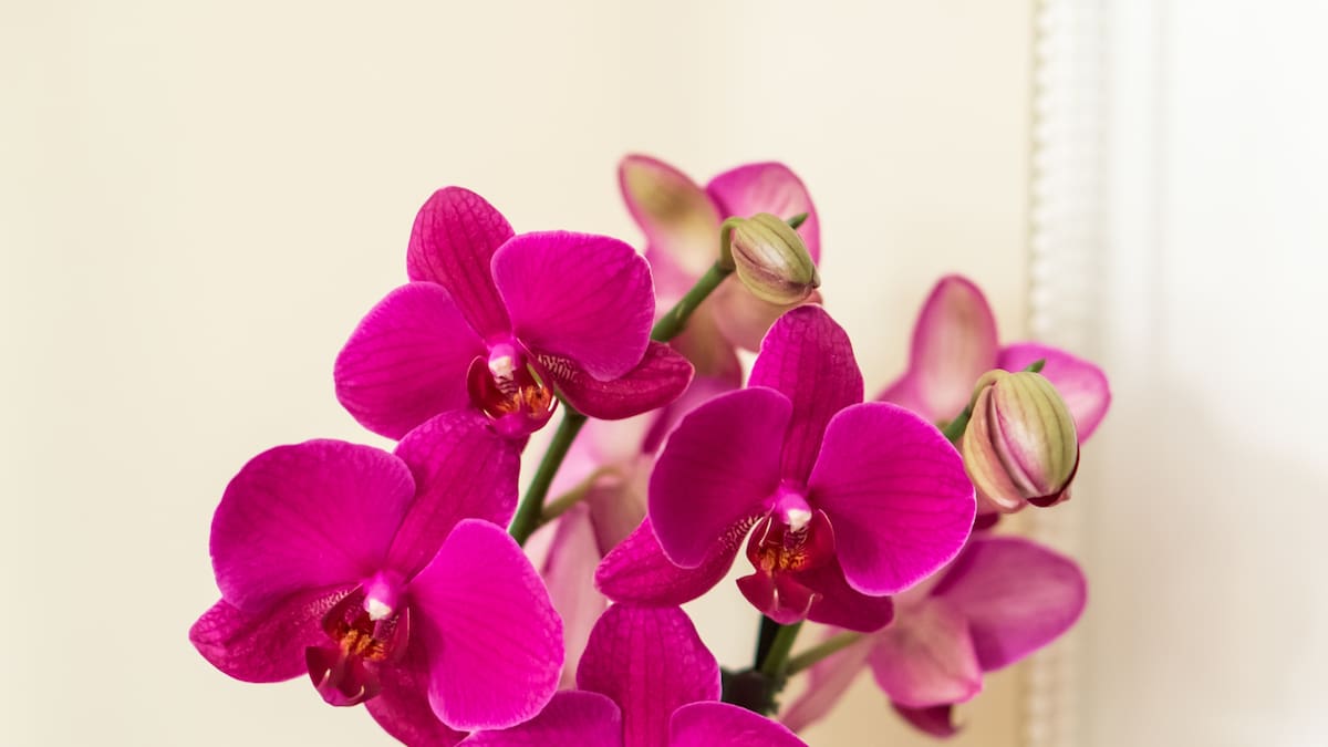Habrá rosas, orquídeas y suculentas: falta muy poco para la Feria del Botánico, con entrada gratis y paseo de compras