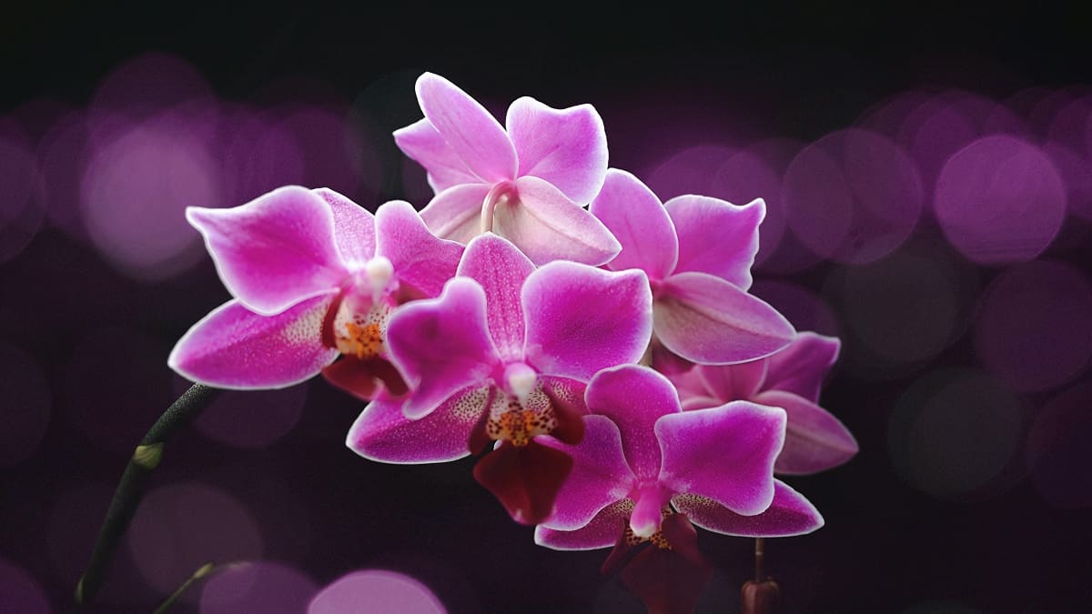 Orquídeas.