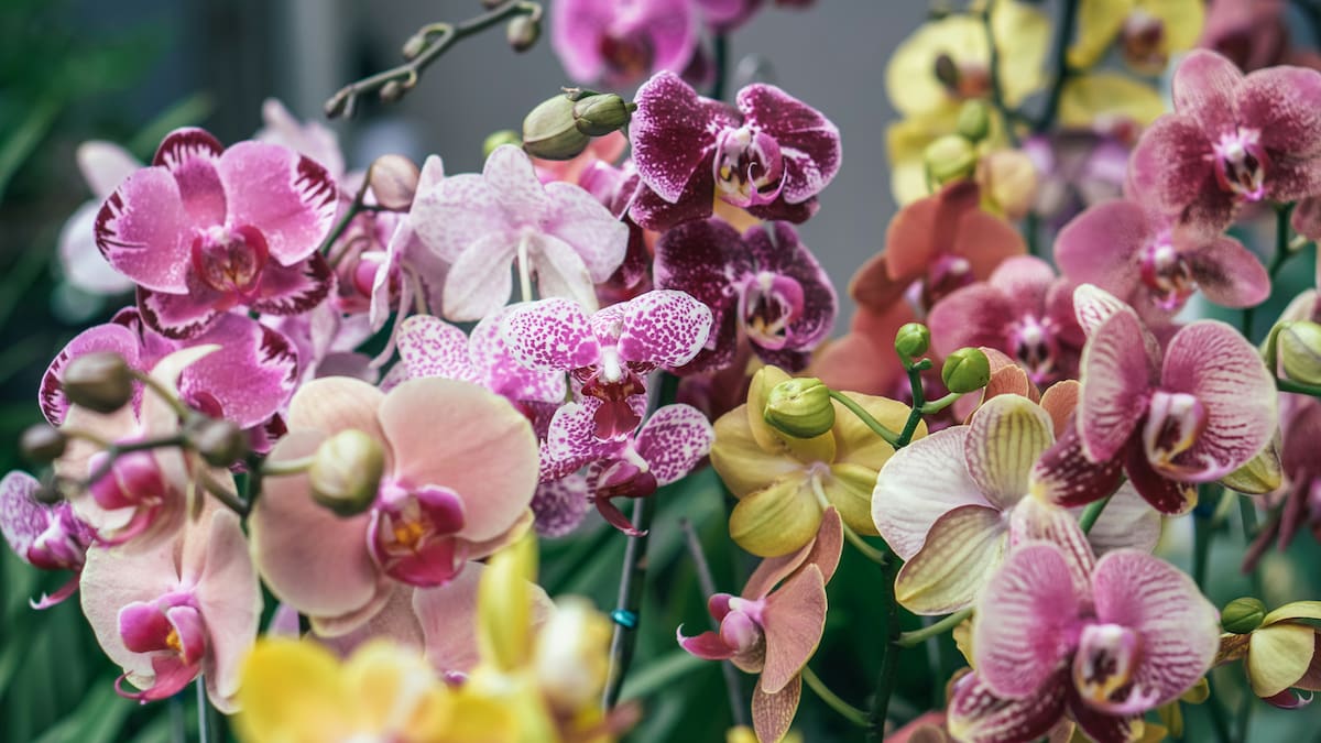 Llega la Feria de Orquídeas más esperada del año: tendrá flores de colección, gastronomía nipona y entrada gratis