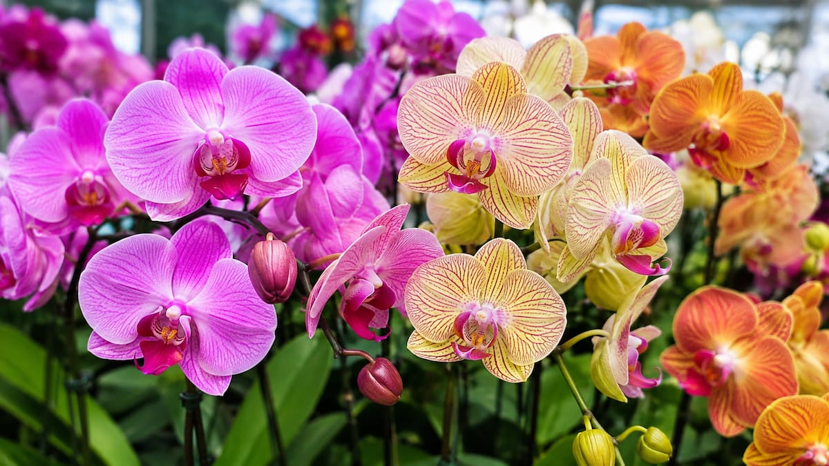 Llega una nueva edición de la Feria de las Orquídeas: tendrá miles de ejemplares, entrada gratis y asesoramiento