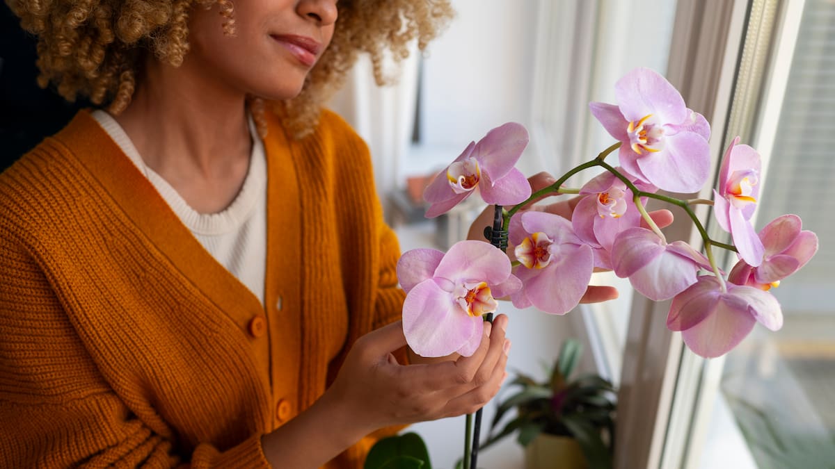 Consejos para el cuidado de orquídeas: cómo mantenerlas saludables en tu hogar