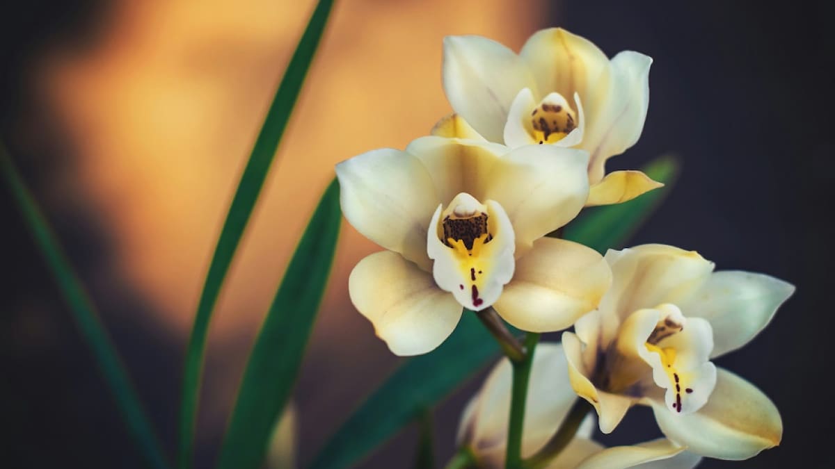 Cómo cuidar orquídeas en casa: guía rápida para mantenerlas sanas y con flores más tiempo