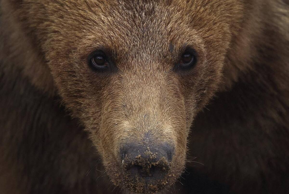 Oso en el zoológico de Kiev