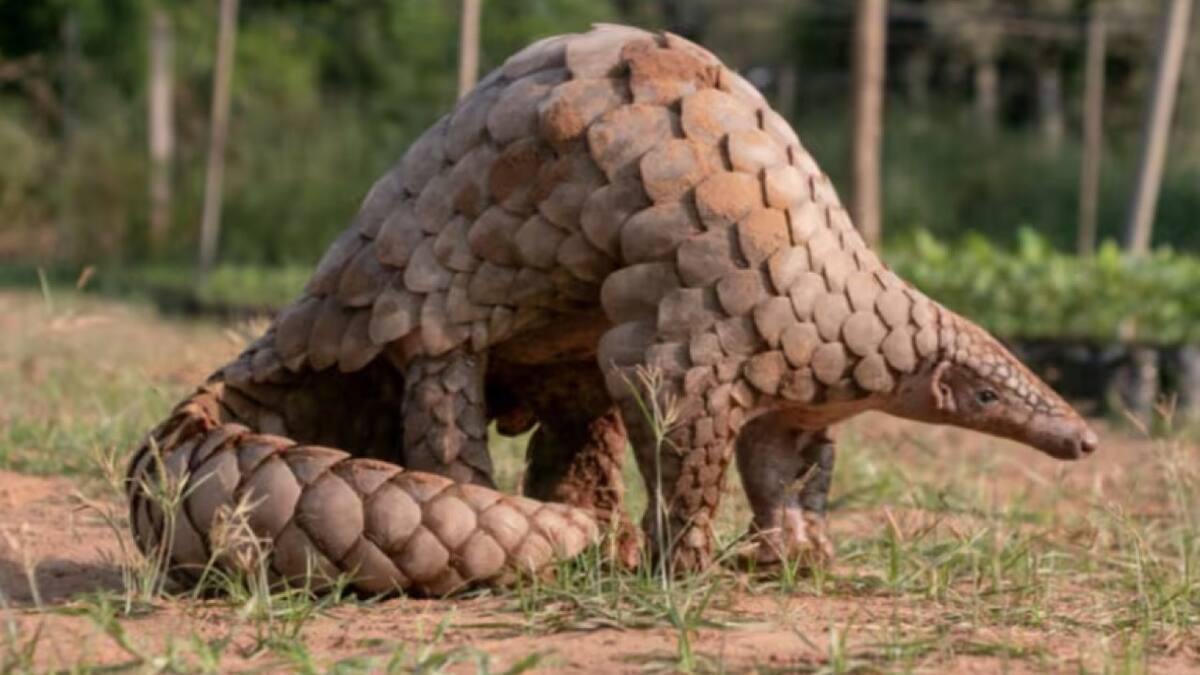 Oso escamoso. Foto: X.