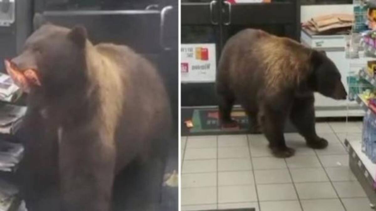 Oso ladrón en Californoa. Foto: SWNS.