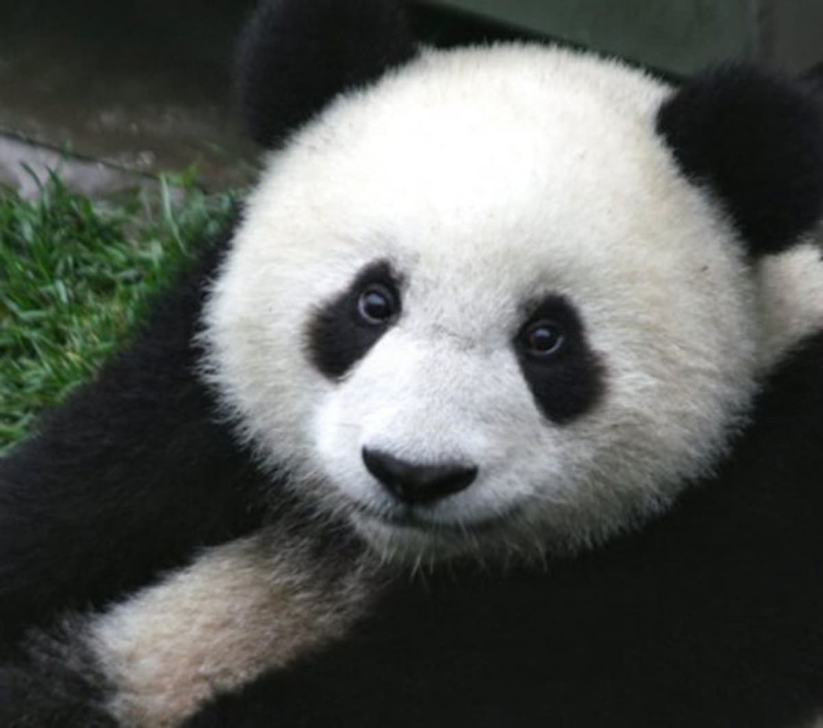 Oso Panda