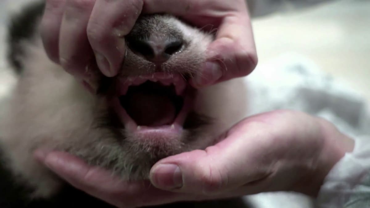 Oso panda bebé. Foto: captura.