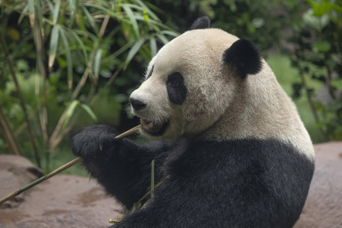 Oso panda en el Zoológico de San Diego. Foto: EFE.