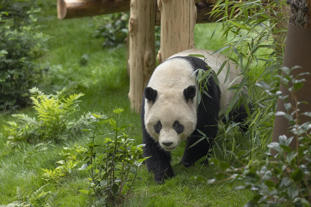 Oso panda en el Zoológico de San Diego. Foto: EFE.