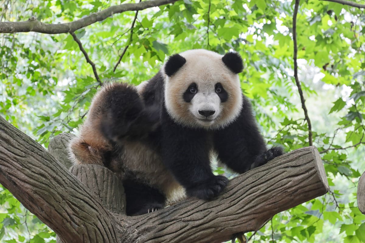 Oso panda. Foto Unsplash.