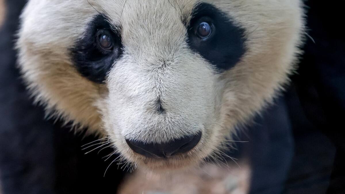 Oso panda gigante. Foto: EFE.