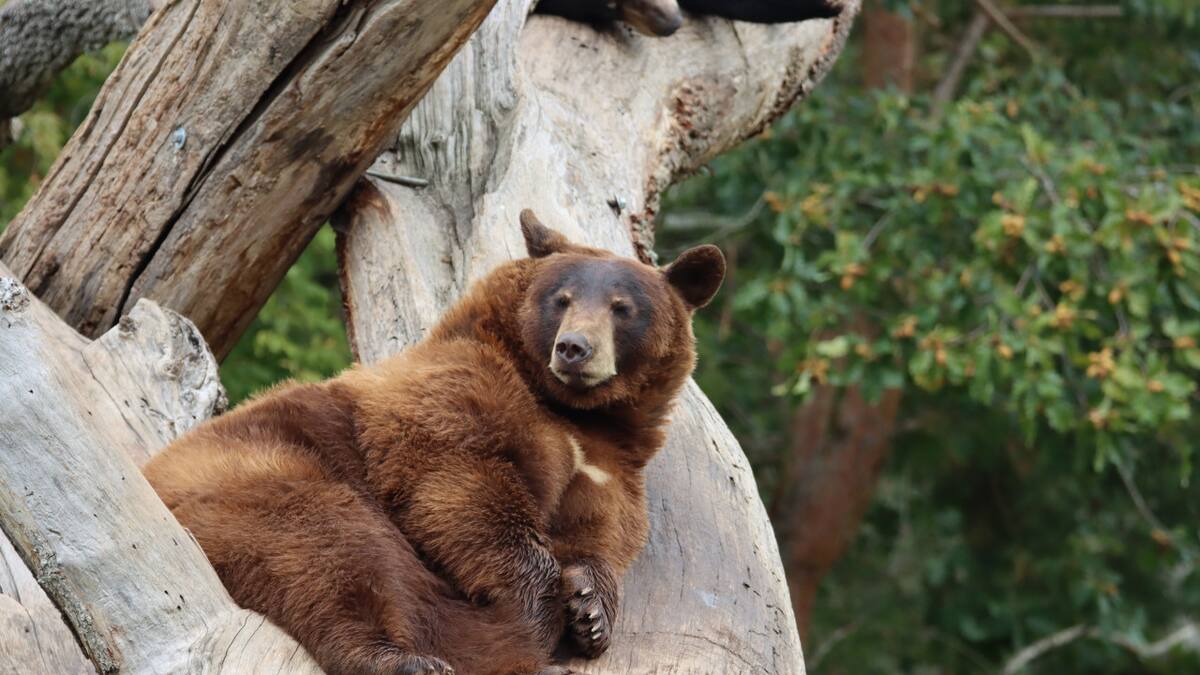 Oso Pardo de España. Foto: Unsplash