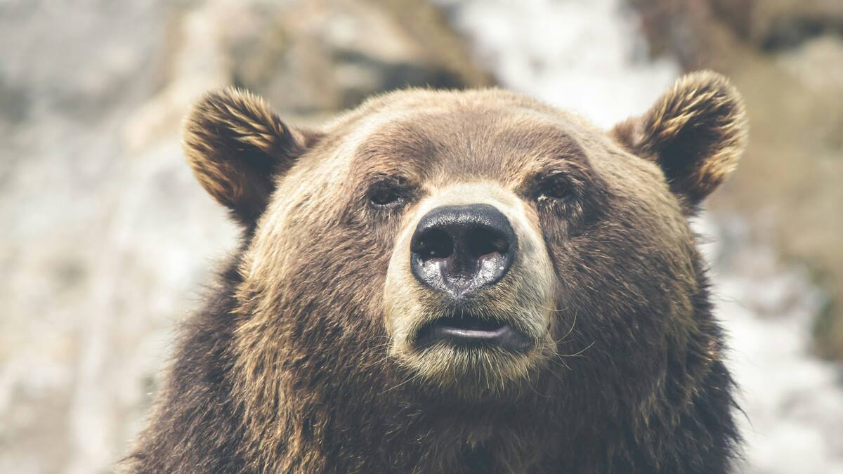 Oso pardo. Fuente: Unsplash