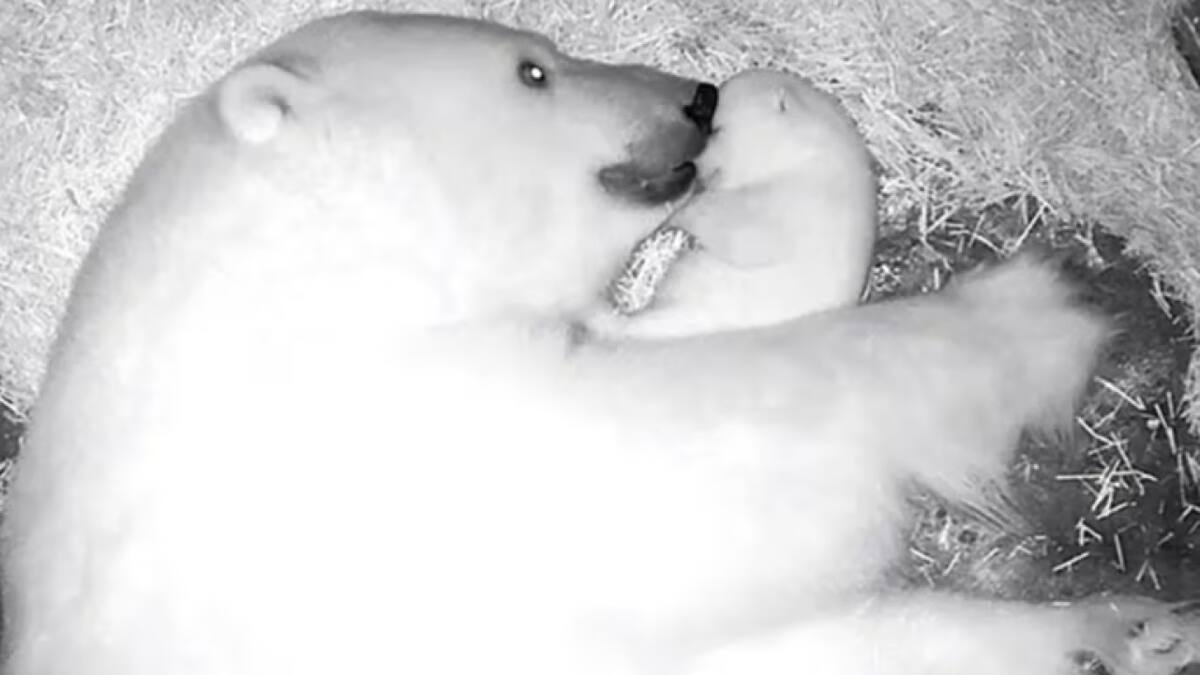 Oso polar nacido en Brasil. Foto: Gentileza BBC.