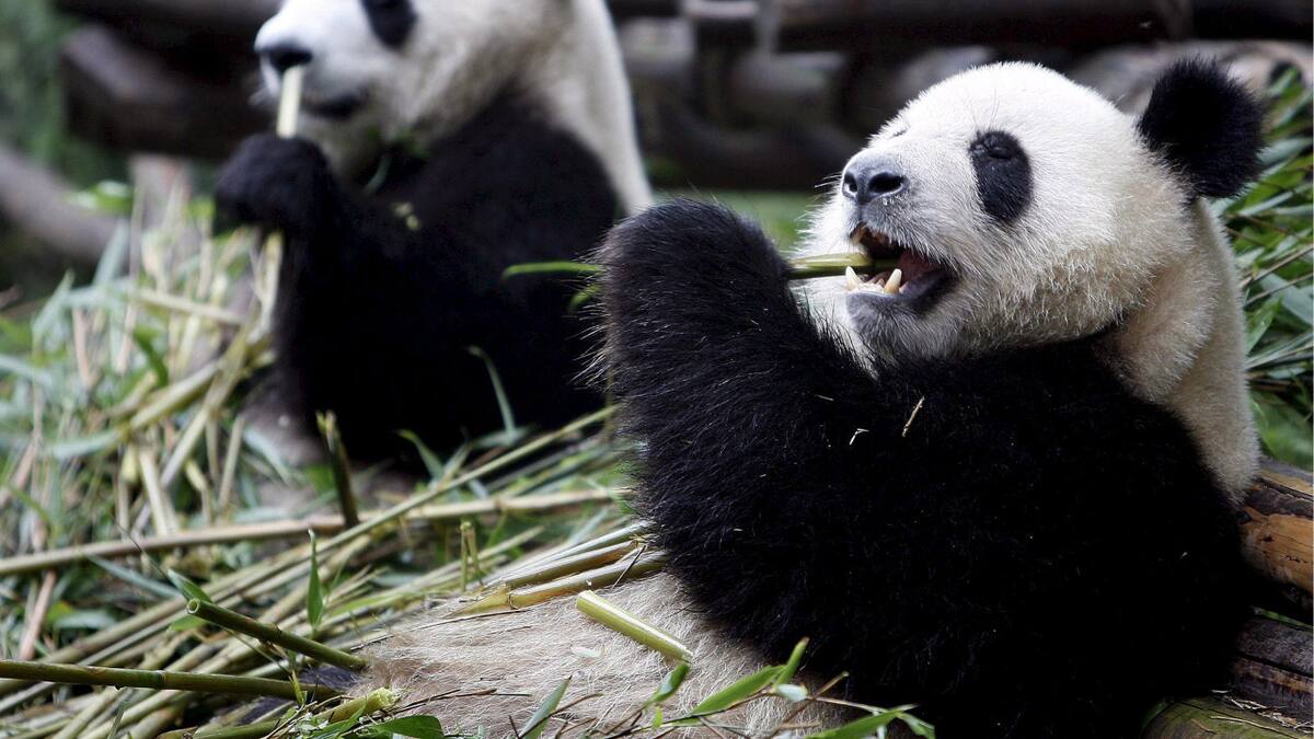 Osos pandas con IA. Fuente: EFE