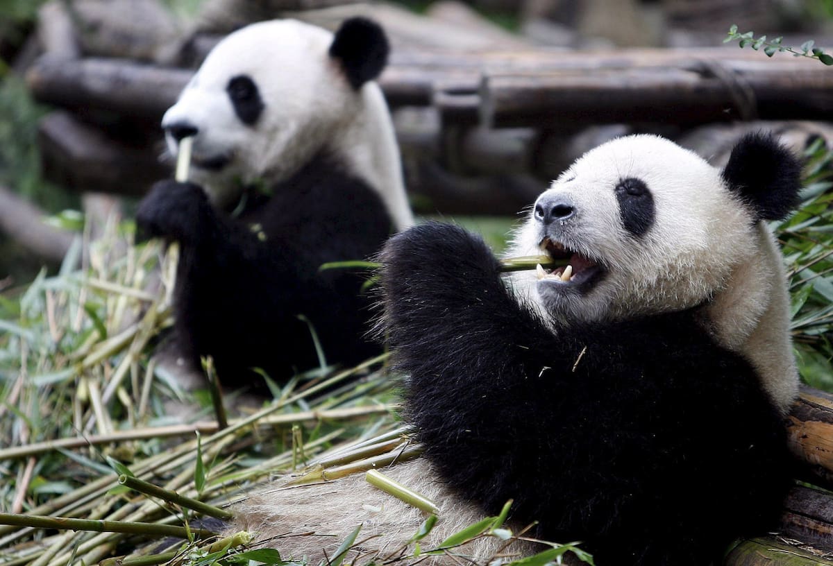 Osos pandas con IA. Fuente: EFE