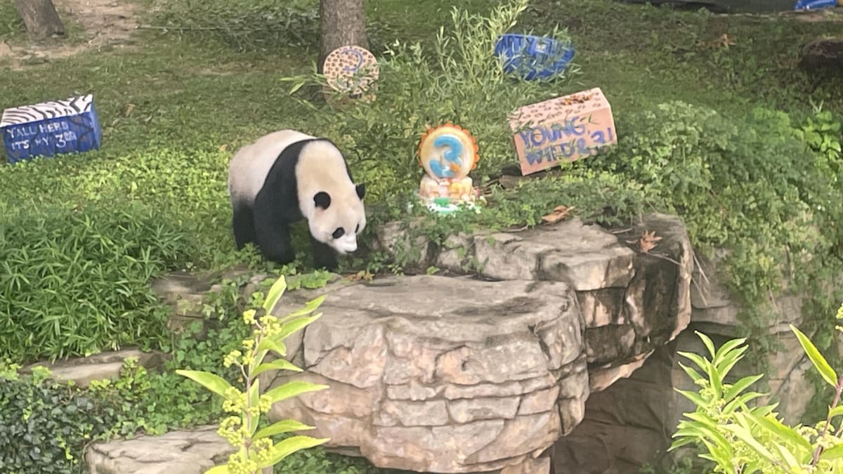 Osos pandas. Foto: EFE