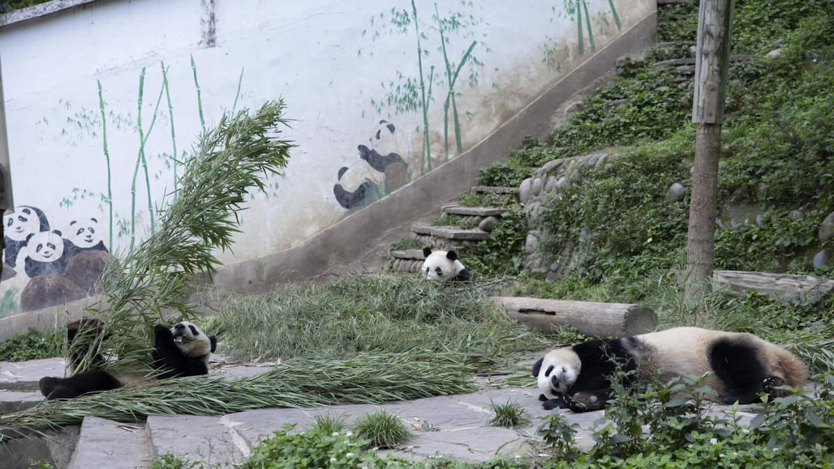 Osos pandas gigantes. Foto: EFE.