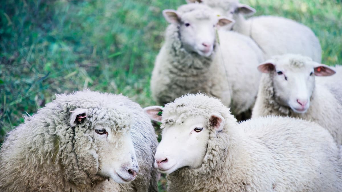 La Patagonia ante una crisis ecológica y productiva "devastadora" por la superpoblación de una especie