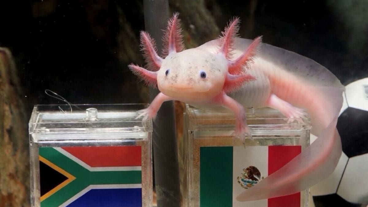 El ajolote Paco tenía razón: el animalito casi extinto es el nuevo oráculo del Mundial 2026 y ya acertó con su primera predicción