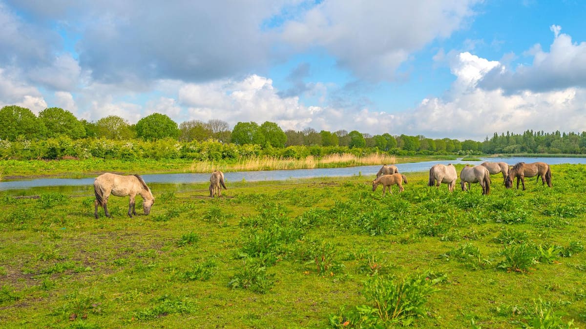 En 1968, introdujeron caballos, vacas y ciervos para construir una reserva natural: 50 años después, es un humedal que padeció sobrepoblación y hambrunas invernales
