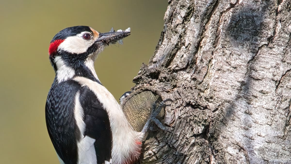 El impactante secreto del pájaro carpintero que desafía todo lo que sabías