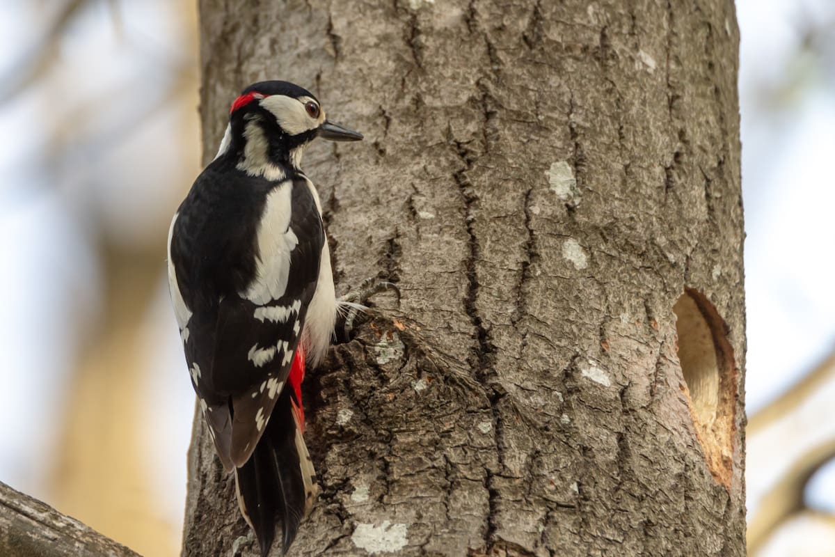 Pájaro carpintero. Foto: Freepik