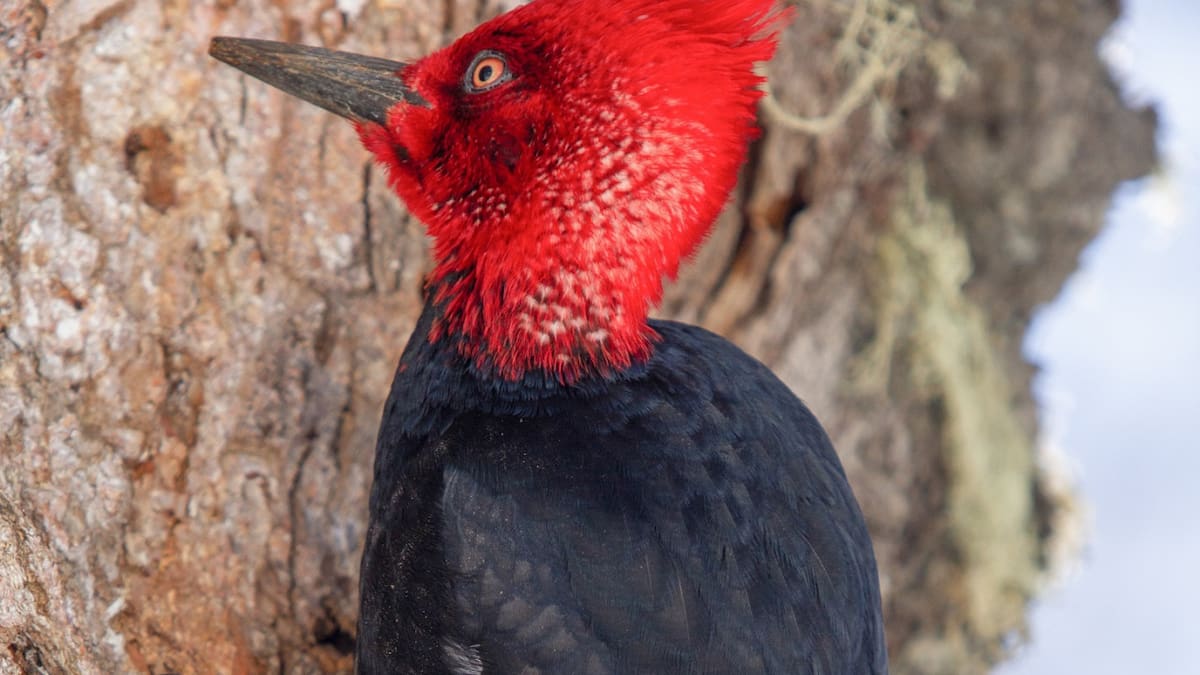 Pájaro carpintero. Foto: Freepik