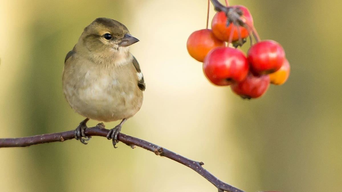 Pájaro. Foto: Unsplash.