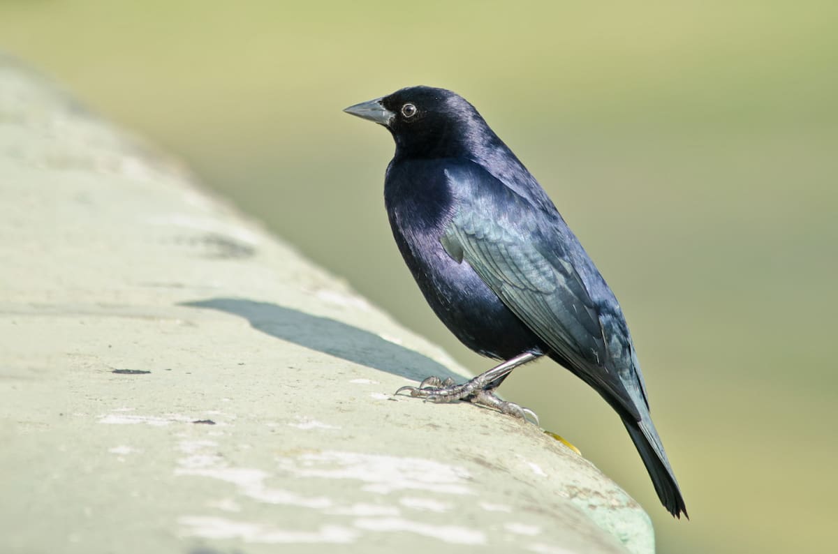 Pájaro tordo. Foto: buenosaires.gob