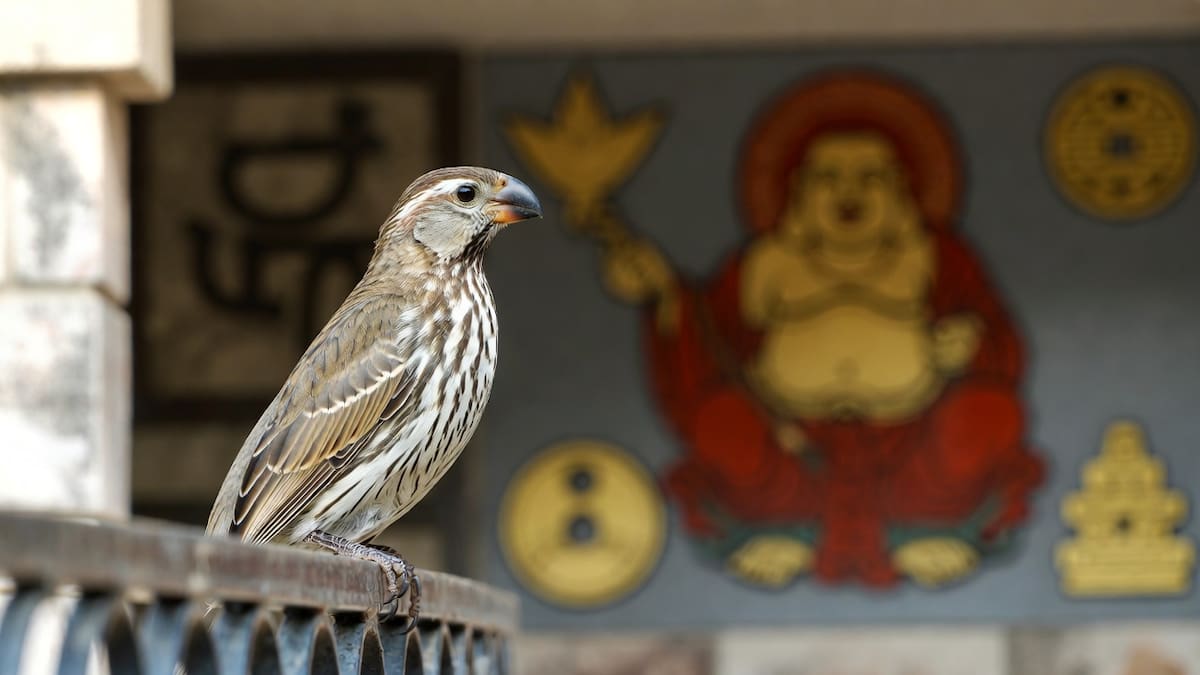 Qué significa que un pájaro se pose en tu ventana o balcón, según el Feng Shui.