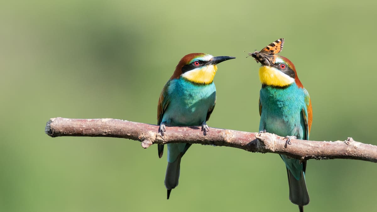 Aves urbanas: cinco pájaros que habitan y embellecen Buenos Aires, pero que resultan difíciles de reconocer