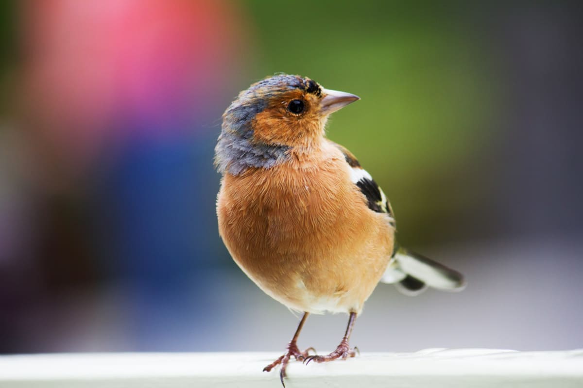 Pájaros. Foto: Unsplash.