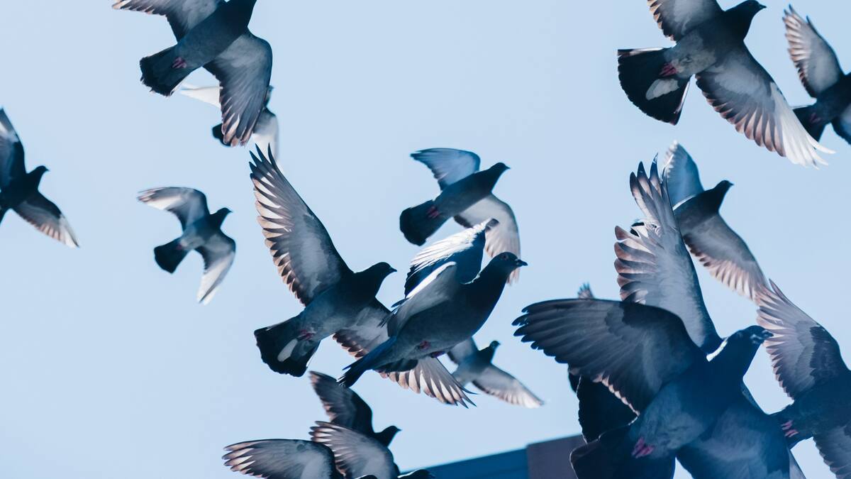 Palomas.