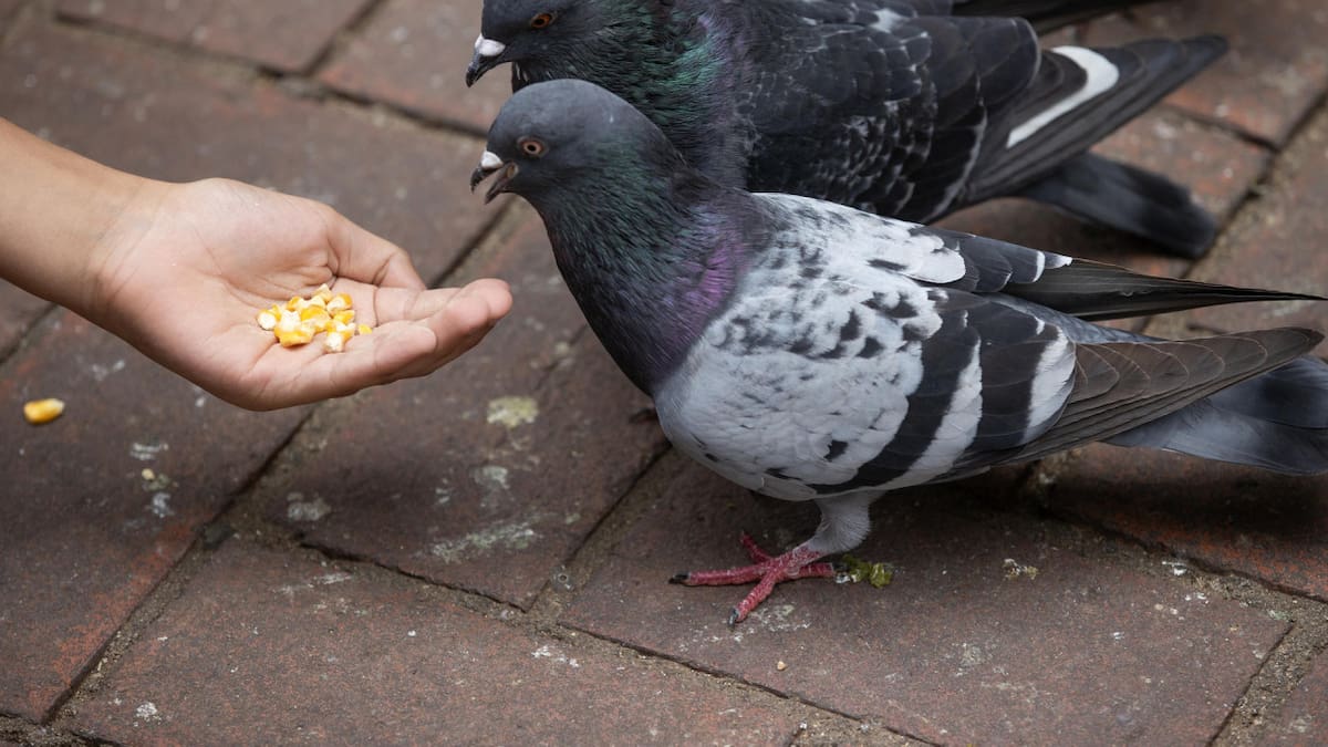 Hong Kong impone penas de cárcel para reducir la alimentación ilegal de la fauna silvestre. Foto: EFE.