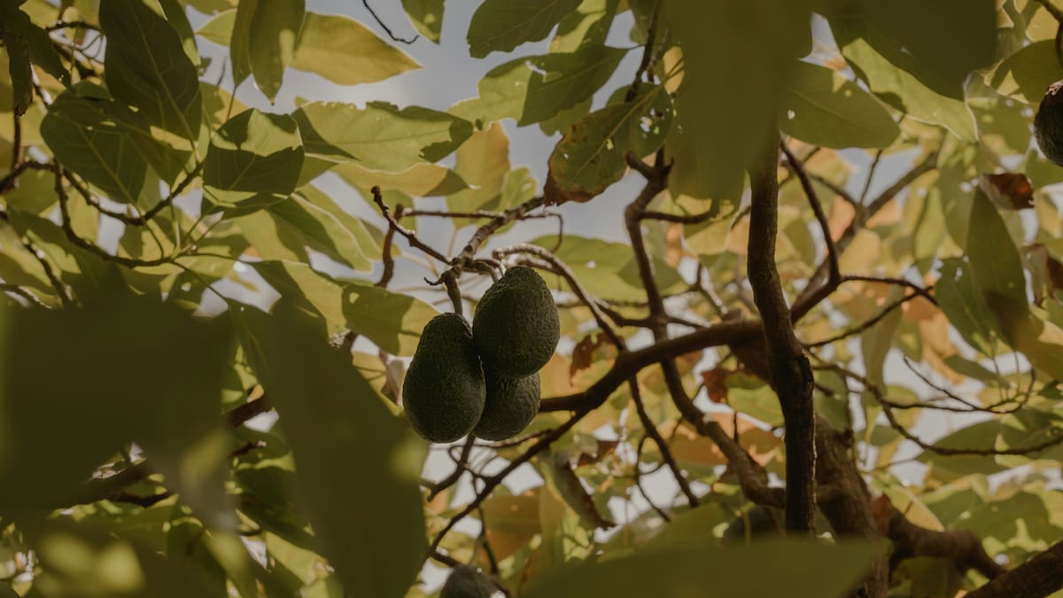 Árbol de paltas.