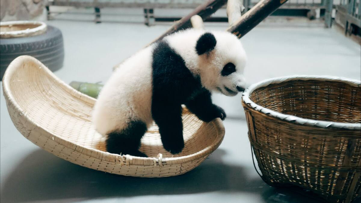 Las tiernas imágenes de Katyusha. Foto Unsplash.