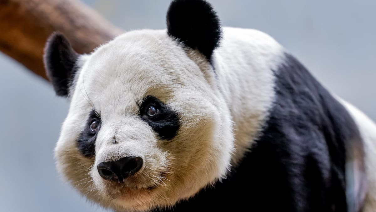 La población de pandas en cautiverio experimentó 46 nuevos nacimientos. Foto: EFE.
