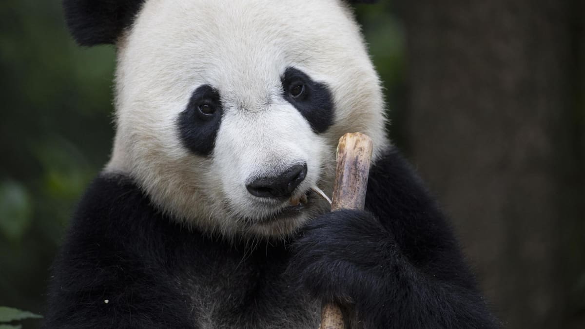 La investigación se considera un paso importante hacia la preservación de los pandas gigantes. Foto: EFE.