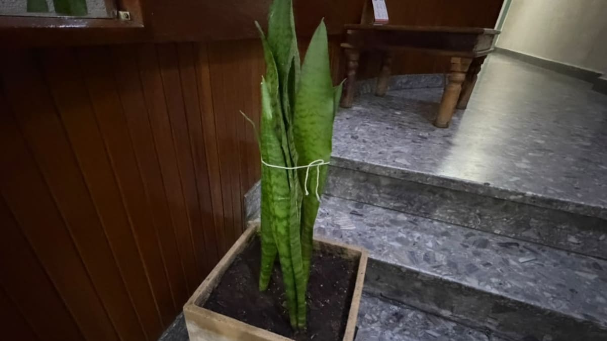 Lengua de suegra con un hilo de algodón.
