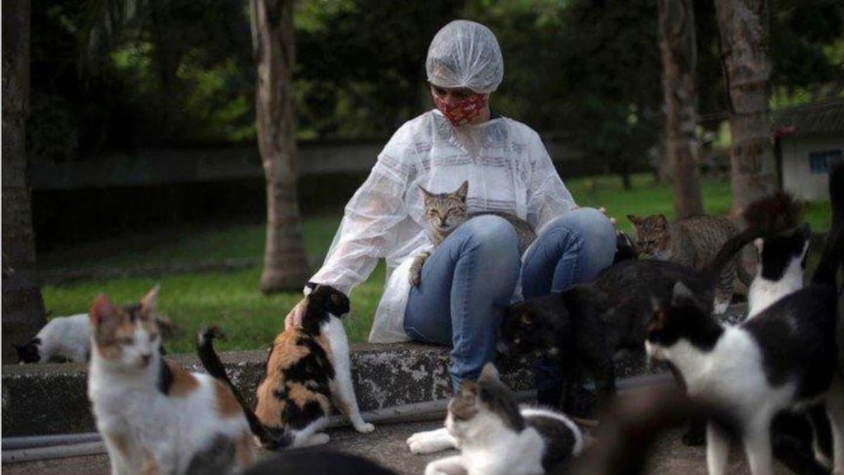Parásito que ingresa al ser humano a través de gatos