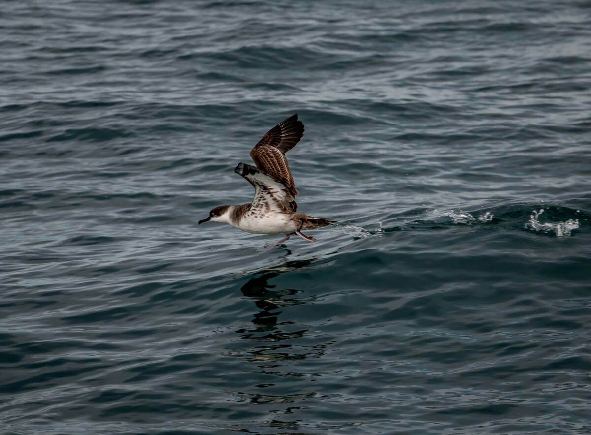 Pardela cenicienta. Foto: Unsplash.