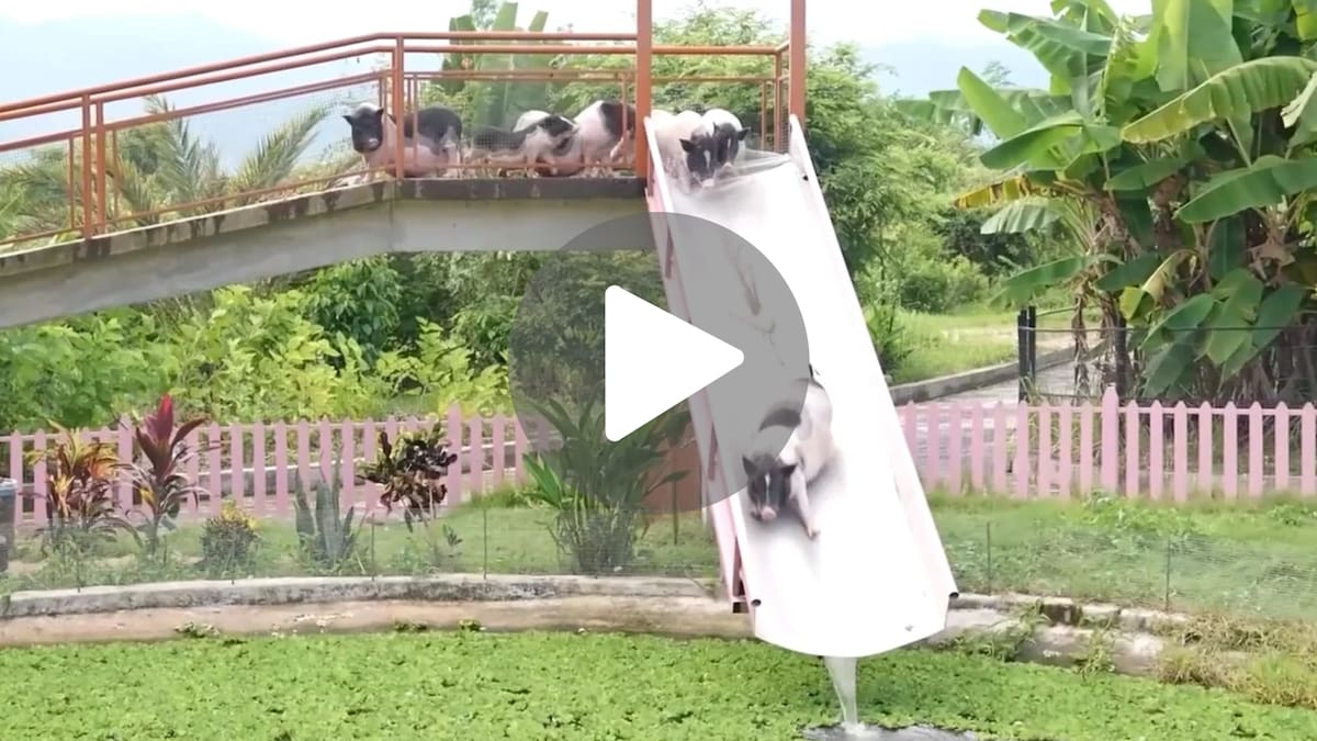 Parque acuático para cerdos en Camboya.