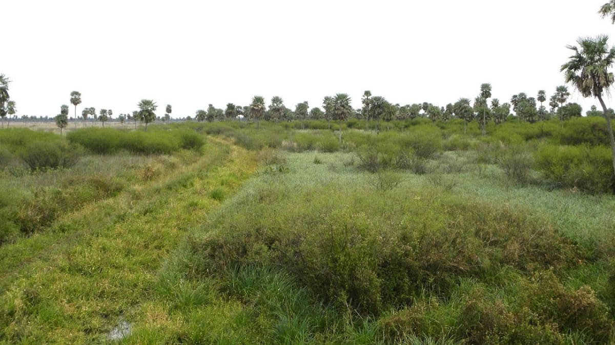 Parque Nacional Chaco. Foto: argentina.gob.ar